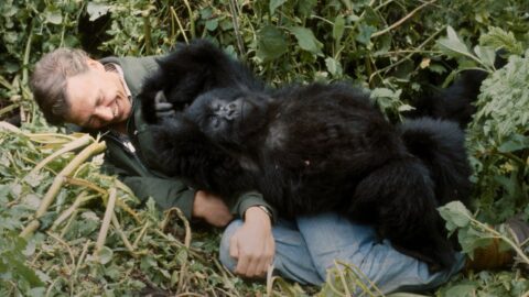 David Attenborough, legendární přírodovědec a dokumentarista