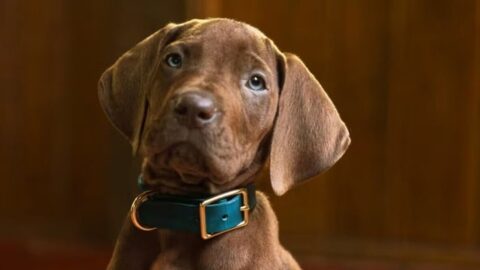 Záběr ze seriálu Scooby-Doo: Origins od Netflixu