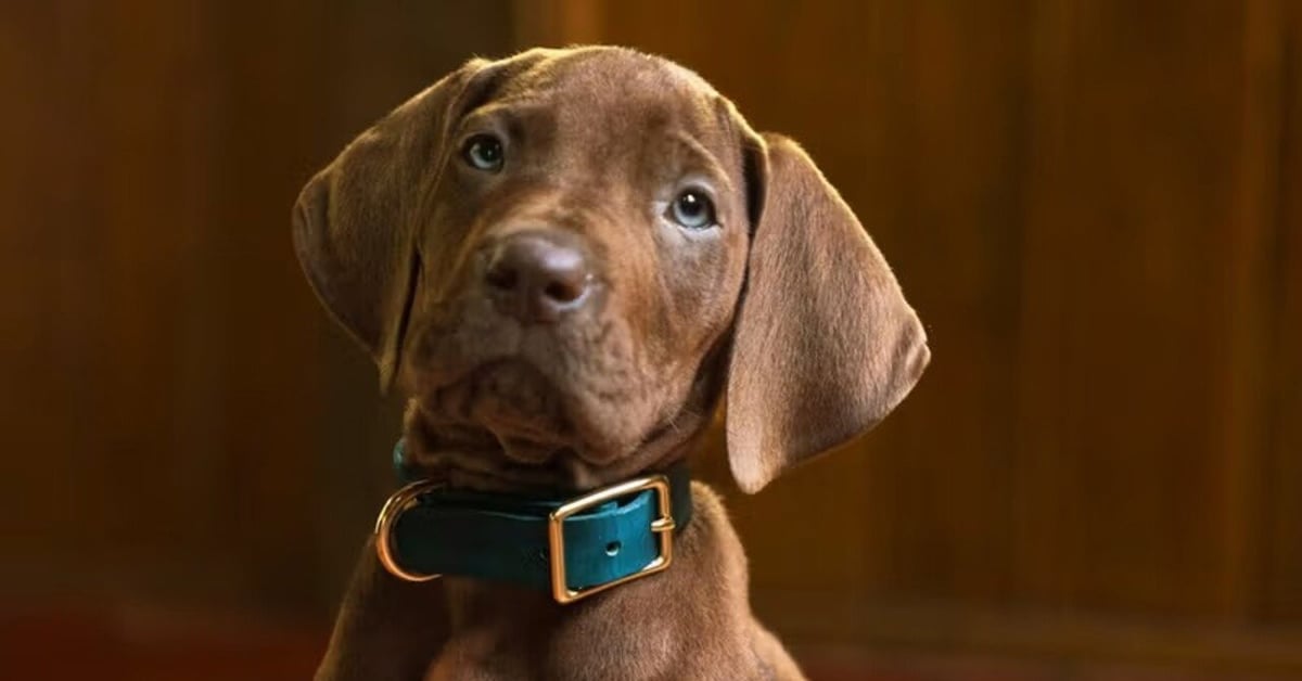 Záběr ze seriálu Scooby-Doo: Origins od Netflixu