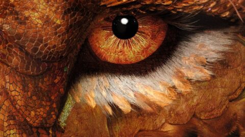 Detailní záběr na oko Aslana s výraznou texturou a probarvenou duhovkou, inspirované vizuálem Davida Bowieho, z chystaného filmu Narnie: Kouzelníkův synovec